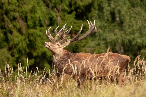Artiodactyla, Cervus Elaphus, even-toed ungulate, cloven-hoofed, red deer, red deer, fleas, deer,