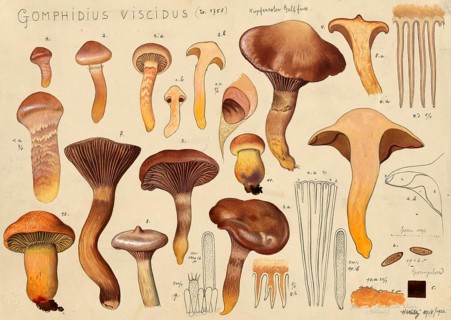 Mushroom, mushroom, copper-red, apricot yellowfoot, Chroogomphus fulmineus, syn. Gomphidius