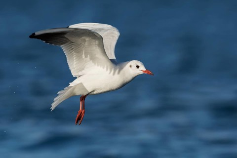Black-headed Gull (Chroicocephalus ridibundus) flying, Eilat, Israel