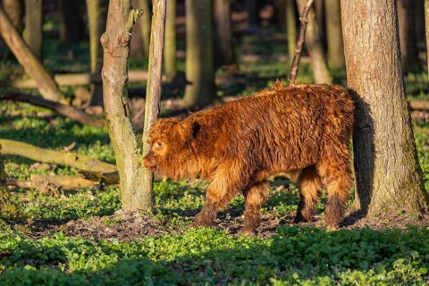A Highland calf (Bos primigenius taurus) stands in a forest