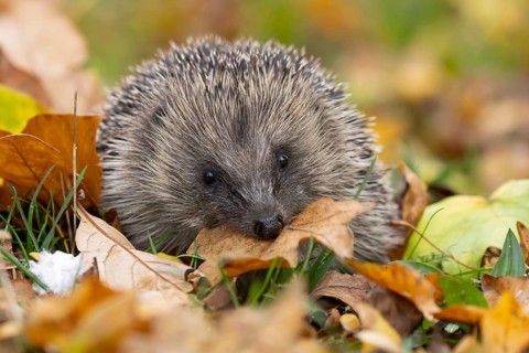 European hedgehog (Erinaceus europaeus) adult animal collecting a leaf on autumn colour leaves in a