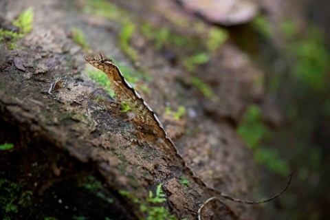Anolis (Anolis), Corcovado National Park, Osa, Puntarena Province, Costa Rica