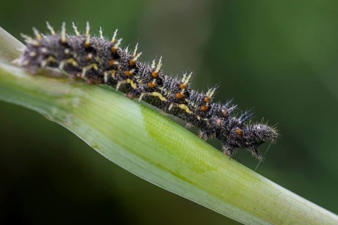 Admiral, Red Admiral, Vanessa Atalanta, Butterfly, Inchworm, Insects, Caterpillar, Butterfly,