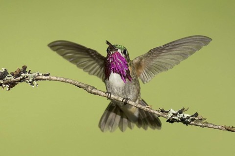 Calliope Hummingbird (Selasphorus calliope), Montana, USA
