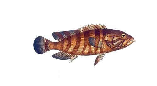 Fish, Fishes, Wrasse family, Bodianus boenack, der Boenack, the Boenack, Historical, digitally
