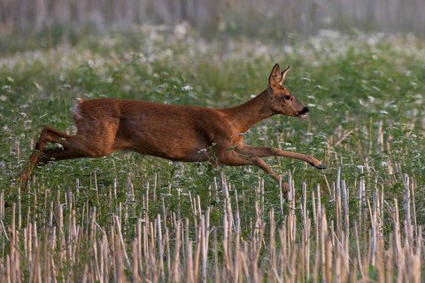 Doe in summer, leaf time, Wittlich, Rhineland-Palatinate, Germany