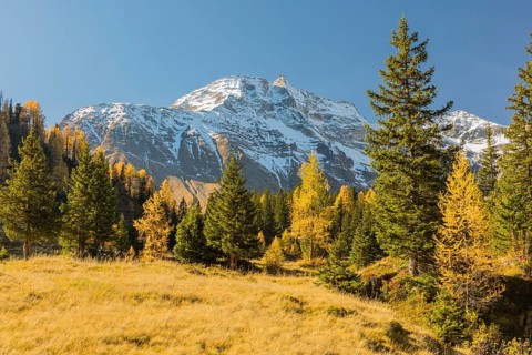 View of an autumnal virgin forest with small ponds, dead trees and heather. Hohe Tauern NP, Kolm