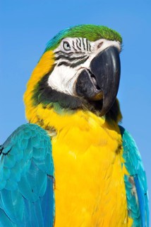 Blue and yellow macaw (Ara ararauna), parrot, bird, colourful, outdoor, sky