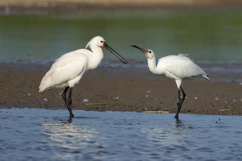 Eurasian spoonbill (Platalea leucorodia) two birds adult bird and juvenile bird begging for food in