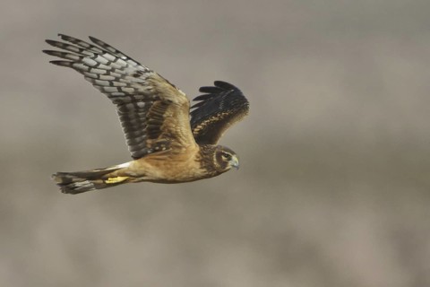 Northern Harrier (Circus hudsonius) female flying, New Mexico, USA