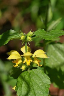 Golden nettle, yellow dead-nettle, golden dead-nettle (Lamium galeobdolon), Wiilnsdorf, North