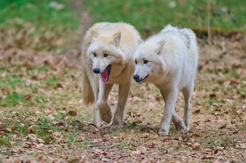 Two white wolves attentively exploring the autumnal forest landscape, Arctic wolf (Canis lupus