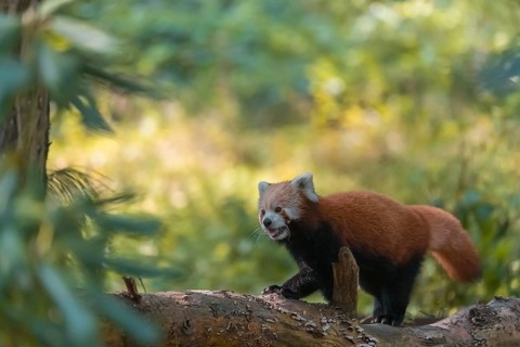 One red panda, Ailurus fulgens, walking on a branch lying on the ground. Green vegetation in the