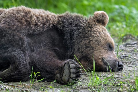Sleeping European brown bear (Ursus arctos) showing large front paw with big claws