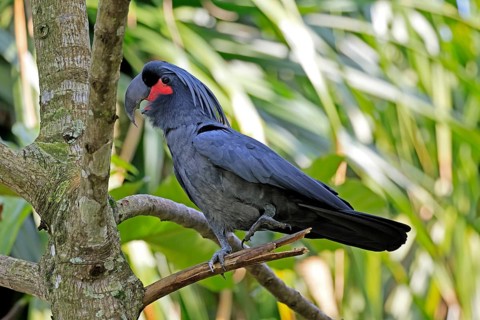Palm Cockatoo (Probosciger aterrimus), Arabian Cockatoo, adult, on tree, perch, calling, Australia