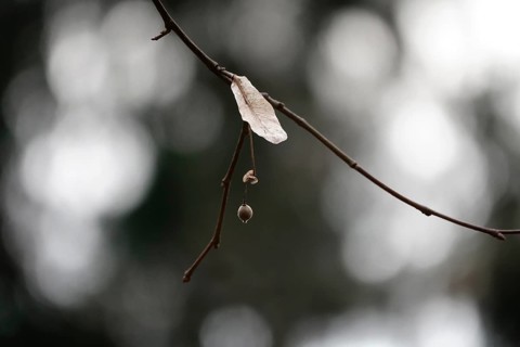 Lime tree in winter, Germany
