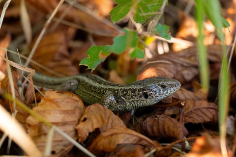 Sand lizard (Lacerta agilis), foliage, leaves, Lower Austria