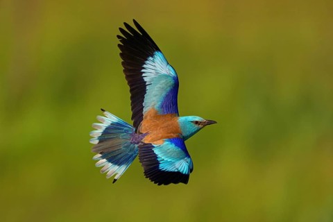 European roller (Coracias garrulus), on perch, Tower Hide, Tiszaalpár, Kiskunsági National Park,