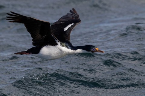 Imperial Cormorant (King) (Phalacrocorax atriceps) flying in Chile