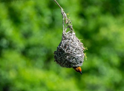 Cape Weaver Bird (Ploceus capensis) at its nest, Addo Elephant Park, South Africa