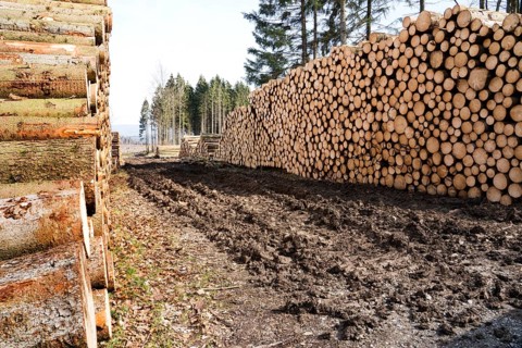 Woodpiles after storm damage after the Cyclone Friederike, 2018, Weser Uplands, Hesse, Germany