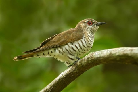 Little Bronze Cuckoo (Chrysococcyx minutillus) male, Queensland, Australia