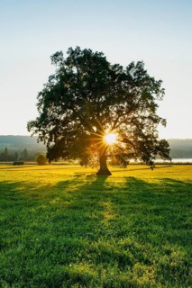 Large oak tree backlit on Lake Greifensee in the canton of Zurich, Switzerland