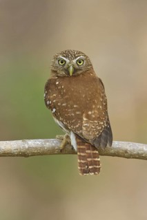 Ferruginous Pygmy Owl (Glaucidium brasilianum) perched on a branch in Costa Rica