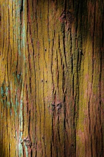 Close-up of tree bark showing the texture and different colours of the wood, Grena Park, Furnas,