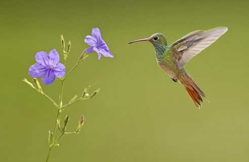 Buff-bellied Hummingbird (Amazilia yucatanensis), Texas, USA