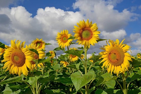 Sunflowers (Helianthus annuus) in bloom, sunflower field, blue cloudy sky, North Rhine-Westphalia,