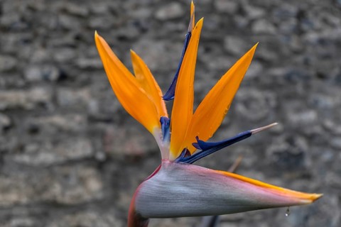 Bird of Paradise flower (Strelitzia reginae), Madeira, Portugal
