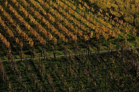 vineyard, vines, grapevines, winegrowing, autumn colouring, autumn, graphic, Strümpfelbach,