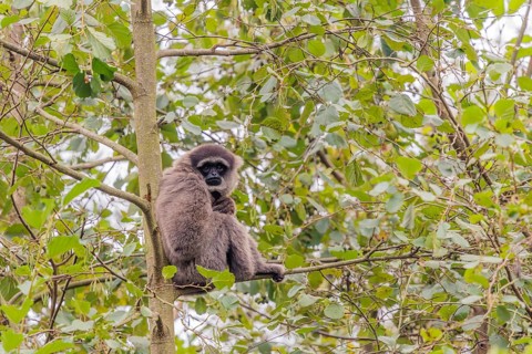 A silvery gibbon (Hylobates moloch) sits in a tree looking into the camera. Java, Indonesia