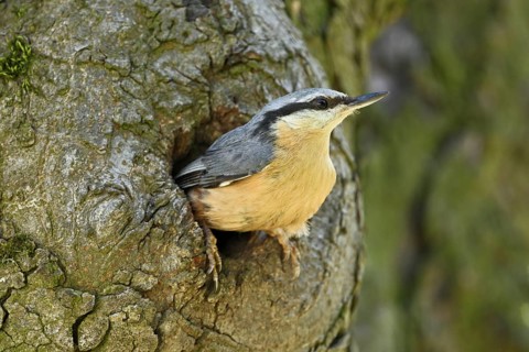 Nuthatch (Sitta europaea), looking out of its breeding den, Lake Neusiedl National Park, Seewinkel,