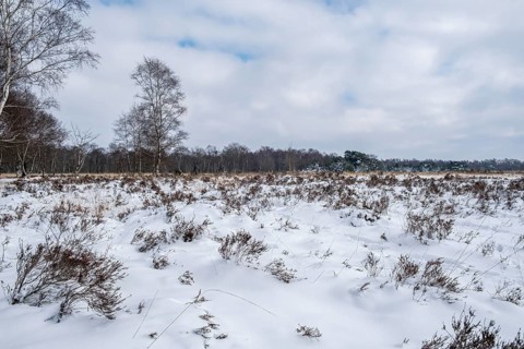 Zwillbrocker Venn in winter with snow, nature reserve, Zwillbrock, Vreden, North Rhine-Westphalia,