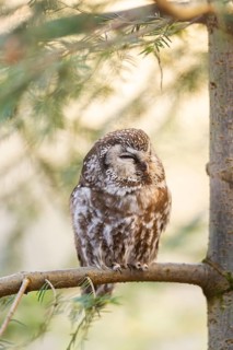 Boreal owl (Aegolius funereus) sitting in a tree in winter, Bavarian Forest Nationalpark, Bavaria,