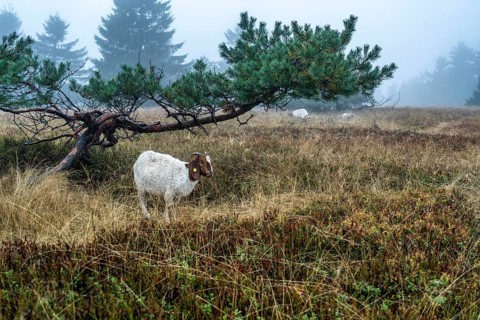 The high heath on the Kahler Asten, mountain in the Sauerland, in autumn fog, herd of cattle,
