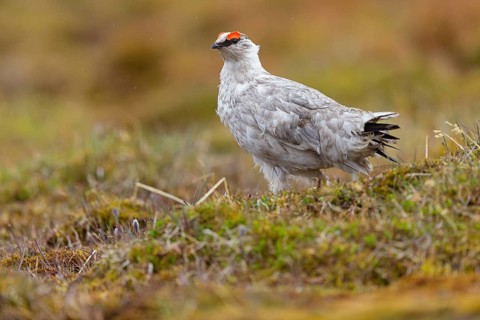Rock ptarmigan, Svalbard Rock ptarmigan, Ptarmigan, (Lagopus mutus), Lagopus muta hyperbore), male,