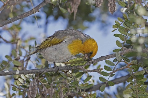 Palila, Loxioides bailleui, endangered Hawaiian Honeycreeper