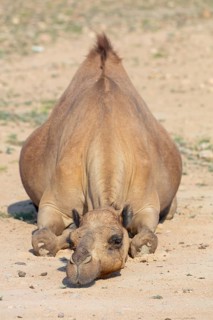 A dromedary, (Camelus dromedarius), resting, Wadi Darbat, Salalah, Dhofar, Oman