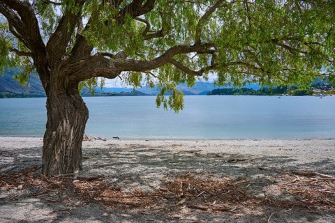 A tree on the lakeshore with a view of water and mountains, creates a peaceful atmosphere, summer,