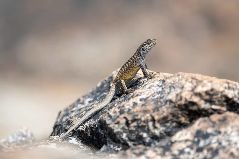 Lizard of the genus Liolaemus pictus, English name painted tree iguana, Spanish lagartija de