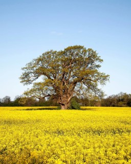 Spring rural landscape with yellow flowers of oils seed rape crop and oak tree in early leaf,