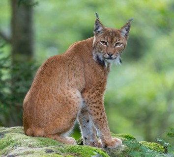 Eurasian lynx (Lynx lynx) sitting on a moss-covered rock in the forest and looking attentively,