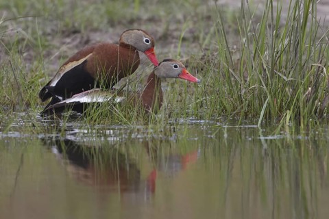 Black-bellied Whistling Duck (Dendrocygna autumnalis) pair mating, Texas, USA