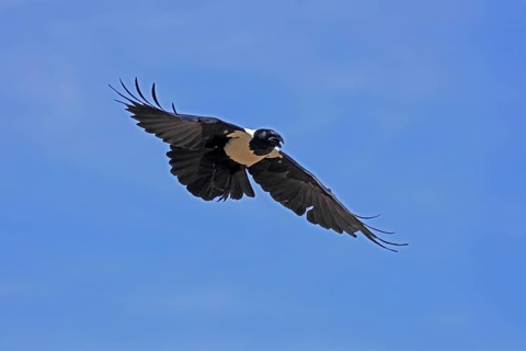 Shield raven (Corvus albus), adult, flying, calling, Mountain Zebra National Park, South Africa