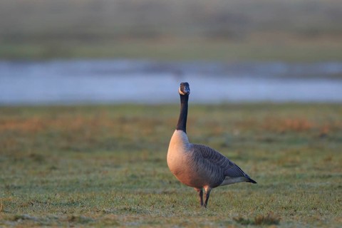 Canada Goose (Branta canadensis), North Rhine-Westphalia, Germany