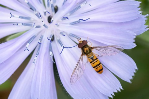 Common hoverfly (Eupeodes corollae) adult insect feeding on a Chicory flower in summer, Suffolk,