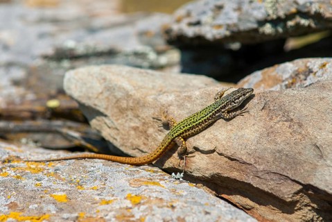 Iberian wall lizard, Iberian wall lizard, Podarcis hispanica, Spanish wall lizard, critters,